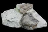 Fossil Brachiopod And Trilobite Plate - Indiana #106303-1